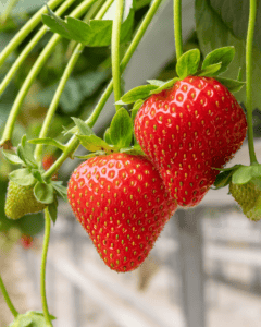 A close up of some bright red Norfolk-grown strawberries on their stalks.