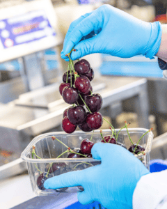 A person holding a bunch of Norfolk-grown cherries with a punnet underneath.