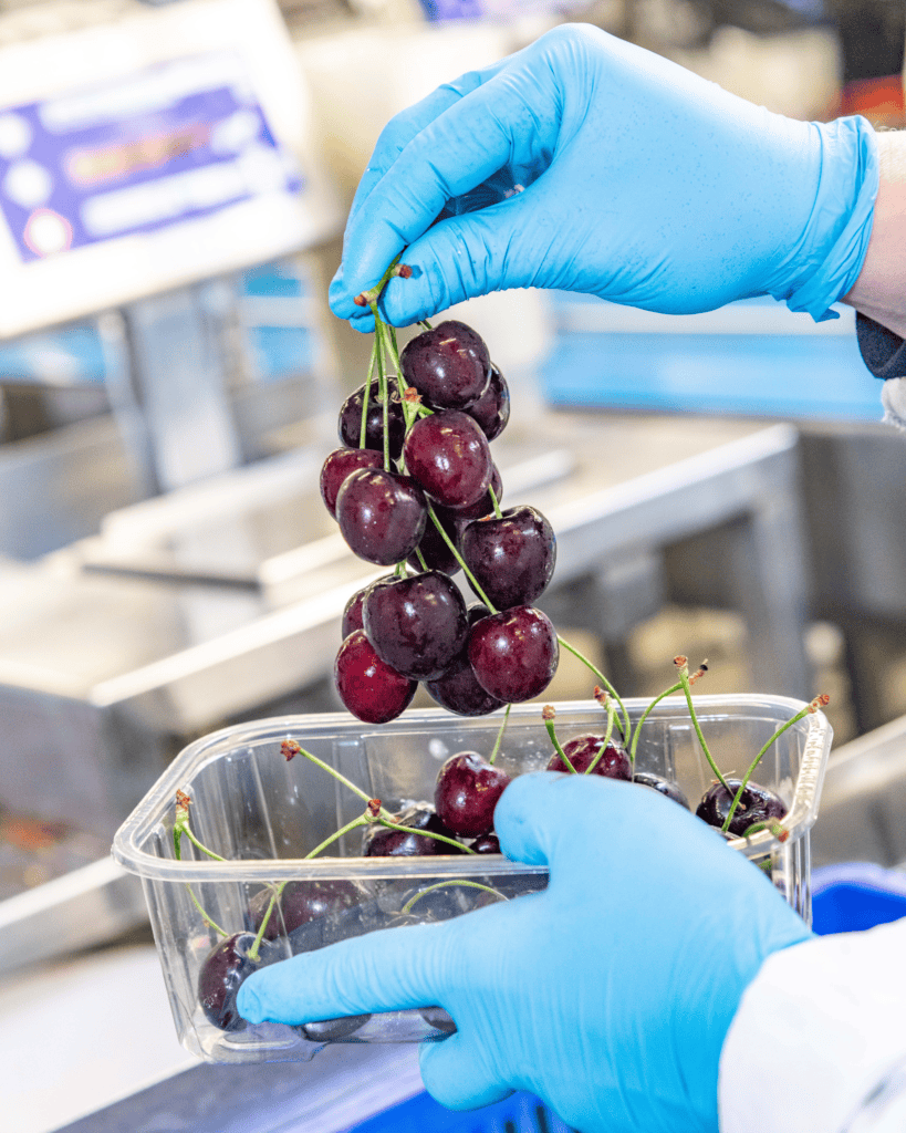 A person holding a bunch of Norfolk-grown cherries with a punnet underneath.