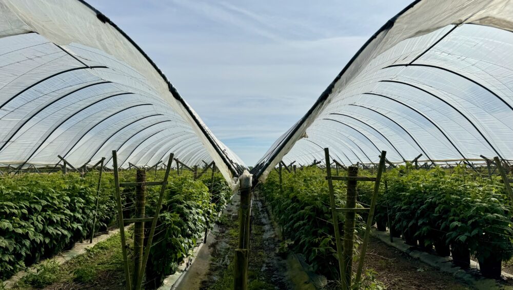 Raspberry Plants in PolyTunnels