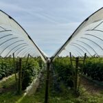 Raspberry Plants in PolyTunnels