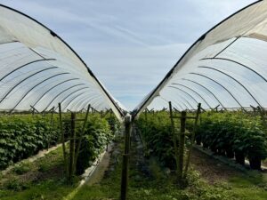 Raspberry Plants in PolyTunnels