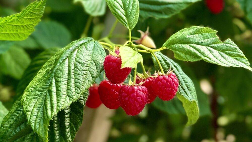 Norfolk Fruit Farm Raspberries in the forefront robots and ai, during Farming Today radio Visit.