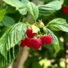 Norfolk Fruit Farm Raspberries in the forefront robots and ai, during Farming Today radio Visit.
