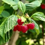Norfolk Fruit Farm Raspberries in the forefront robots and ai, during Farming Today radio Visit.
