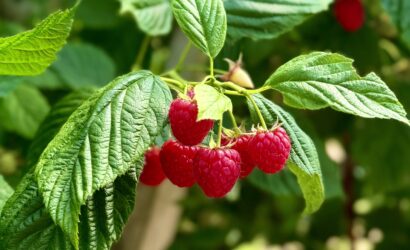 Norfolk Fruit Farm Raspberries in the forefront robots and ai, during Farming Today radio Visit.