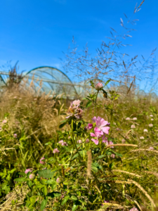 Colourful wildflowers on a Norfolk field in front of a row of strawberry tunnels.