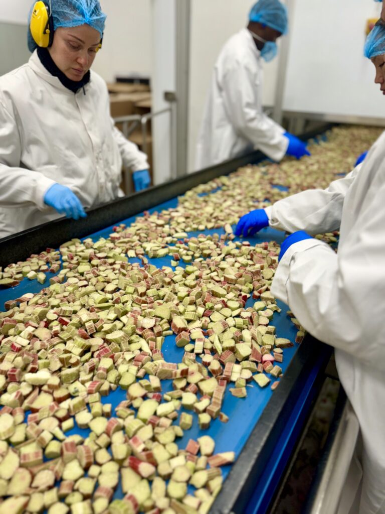 IQF frozen rhubarb going down the factory line at Place UK.