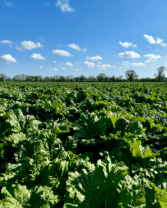 Green rhubarb leaves pictured across a Norfolk field, with a sunny sky.