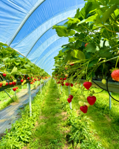A colourful Norfolk strawberry tunnel.