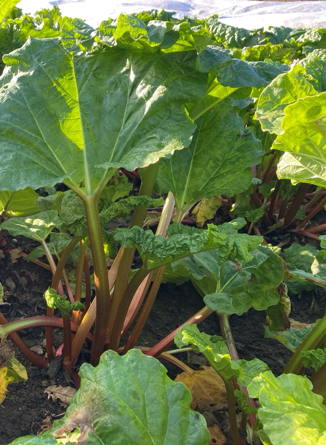 Norfolk Rhubarb