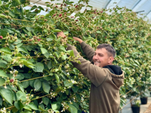 Man picking British Blackberries in Norfolk Tunnels.