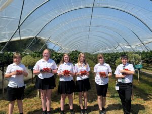Broadland High School students holding strawberries punnets a the end of a Norfolk polytunnel.
