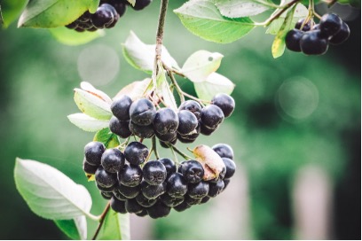 Health Benefits of Berries 