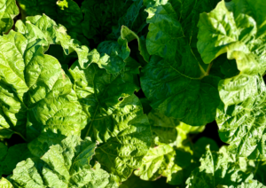 British Rhubarb Leaves grown in a Norfolk Field by Place UK